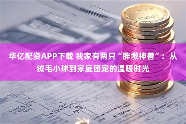 华亿配资APP下载 我家有两只“胖墩神兽”：从绒毛小球到家庭团宠的温暖时光